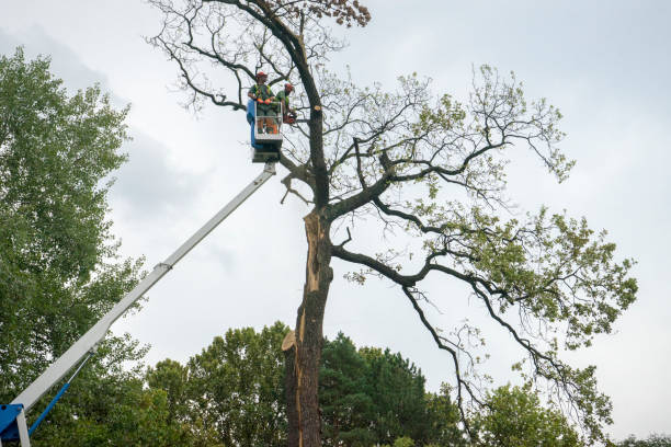 Best Tree Mulching  in Wellsville, MO